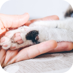 EUTANASIA HUMANITARIA