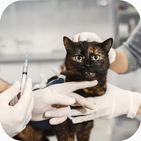 VACUNACIÓN Y DESPARASITACIÓN