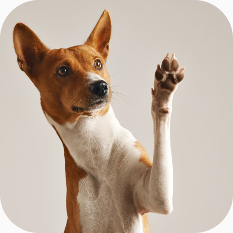 MICROCHIP Y PASAPORTE