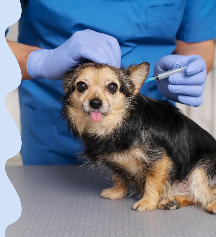 VACUNACIÓN Y DESPARASITACIÓN