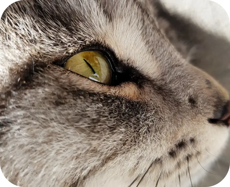 EUTANASIA HUMANITARIA