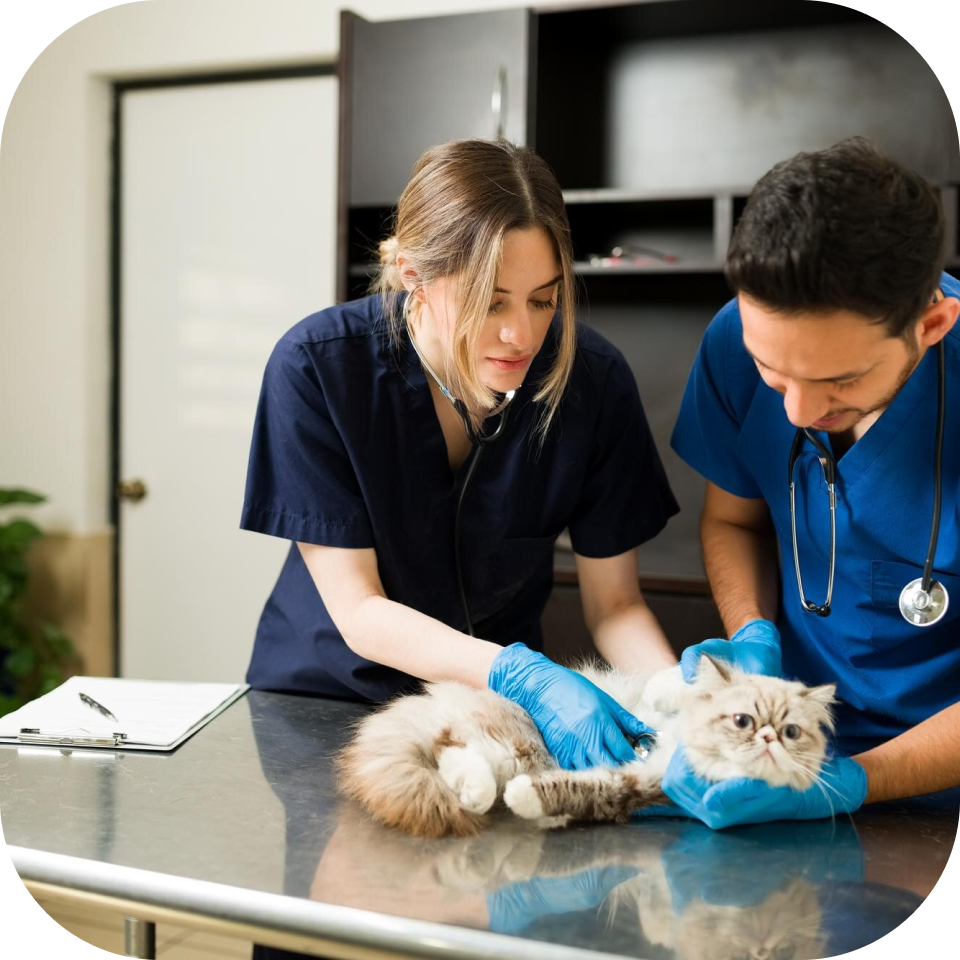 ANÁLISIS CLÍNICOS PARA MASCOTAS