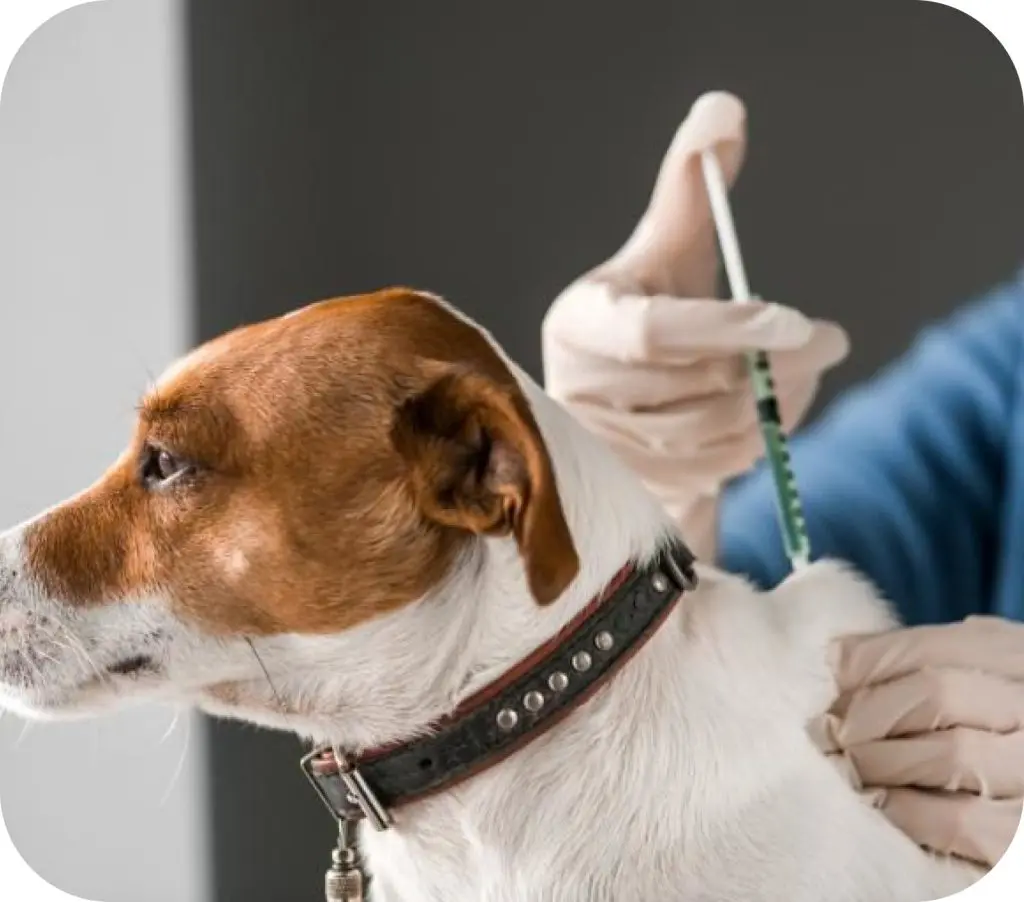 VACUNACIÓN Y DESPARASITACIÓN