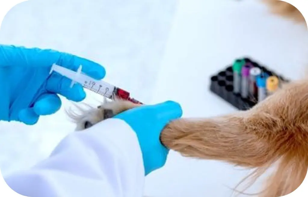 ANÁLISIS CLÍNICOS PARA MASCOTAS