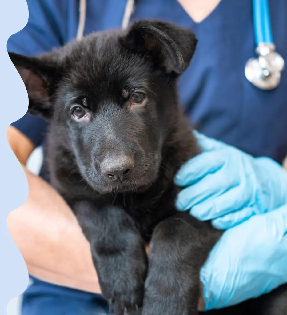 ANÁLISIS CLÍNICOS PARA MASCOTAS