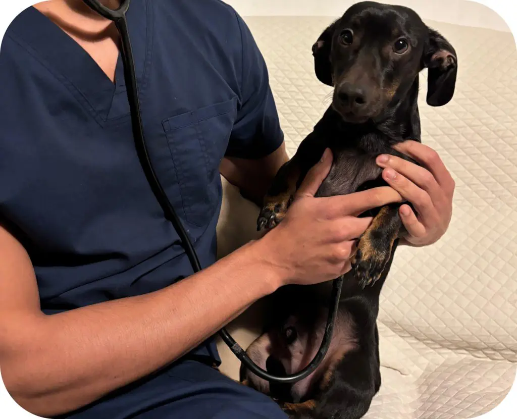 ANÁLISIS CLÍNICOS PARA MASCOTAS