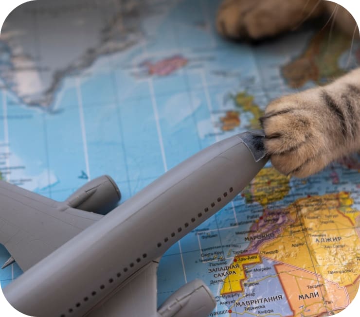 MICROCHIP Y PASAPORTE
