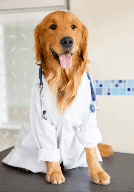 Perro doc